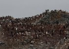 Chinstrap colony/rookery on Half Moon Island. : Half Moon Island