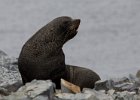 An angry Fur seal. : Half Moon Island