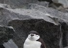 Chubby young Chinstrap waiting for more fish. : Half Moon Island