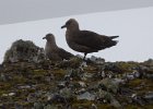 Skuas atop the Island. : Half Moon Island