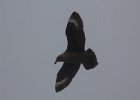 Patrolling Skua. : Half Moon Island
