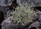 Some kind of mossy/lichen thing! Just about the only plant life around. : Half Moon Island