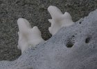 Seal teeth (used). : Stonington Island