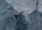 Diving bird of unknown species! : Stonington Island
