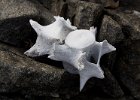 Seal vertebrae amongst the granite. : Horseshoe Island