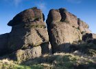 The Roaches