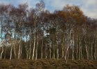 Stanton Moor beeches
