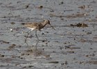 A Redshank