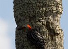 A woodpecker of some description. : Florida, Places