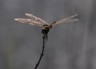 Dragonfly. : Florida, Places