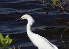An Ibis (I think). : Florida, Places