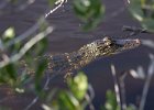 Baby &#39;gator. : Florida, Places