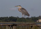 Grey Heron. : Florida, Places