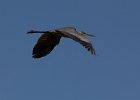 Heron in flight. : Florida, Places