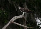 Osprey at rest : Florida, Places