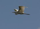Egret or Ibis? - Steve would know! : Florida, Places