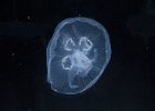 Jellyfish : Florida, Places