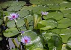 More aquarium. : Florida, Places