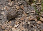 Baby gopher tortoise. : Florida, Places