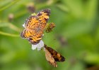 Two butterflies! : Florida, Places