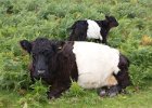 Moorland cattle.