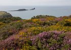 Gorse and Heather