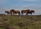Horses on the ridge behind Rhossili.
