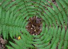 Fern.