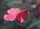 Poison Oak