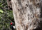 Woodpecker storing acorns.