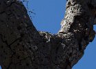 Woodpecker.