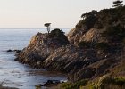 Point Lobos