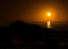 Seals in the sunset