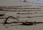 Seaweed.