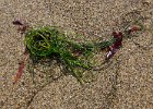 Seaweed 2.