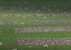 Dry stone walls : Peak District