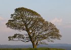 Roaches Tree : Peak District