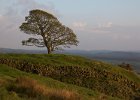 Roaches Tree : Peak District