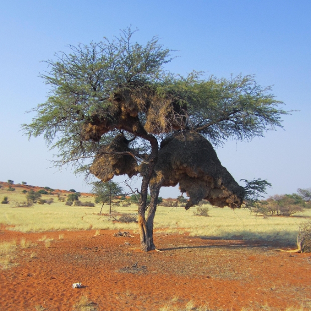 namibia-2