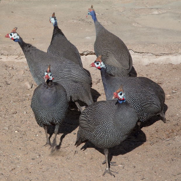 namibia-22