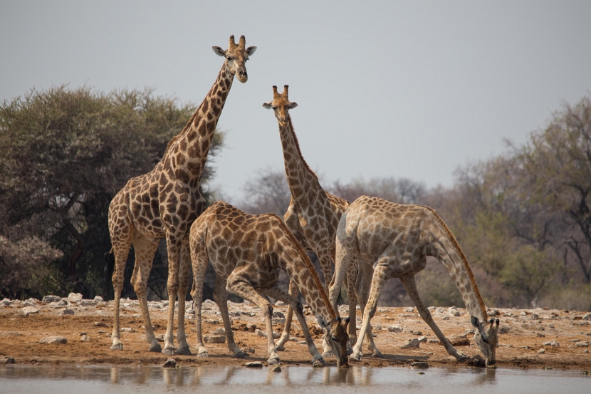 namibia-38