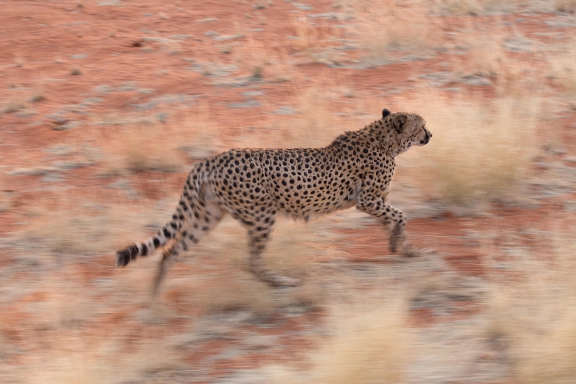 namibia-6