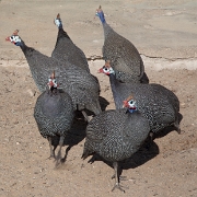 namibia-22.jpg