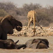 namibia-35.jpg