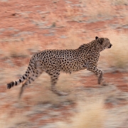 namibia-6.jpg