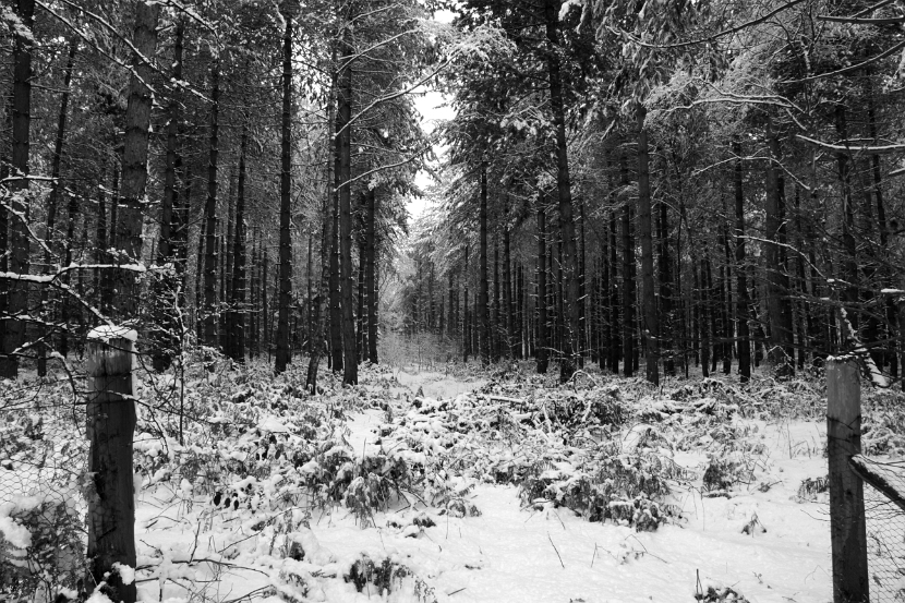 IMG_2394_bw_edited-1