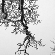 IMG_2303_bw_edited-1.jpg