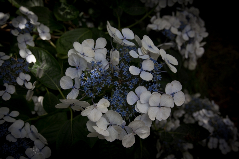 Guernsey-1