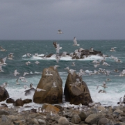 Guernsey-10.jpg