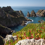 Guernsey-15.jpg